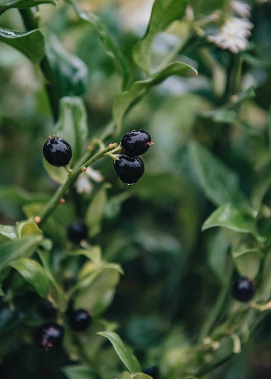 Plants Sarcococca Winter Garden | Sarcococca Confusa Agm