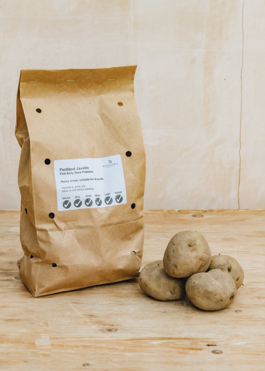 Plants Taylors Seed Potatoes | Potato 'Pentland Javelin'