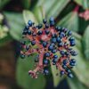 Plants Viburnum Pollinator Garden | Buy Viburnum Davidii