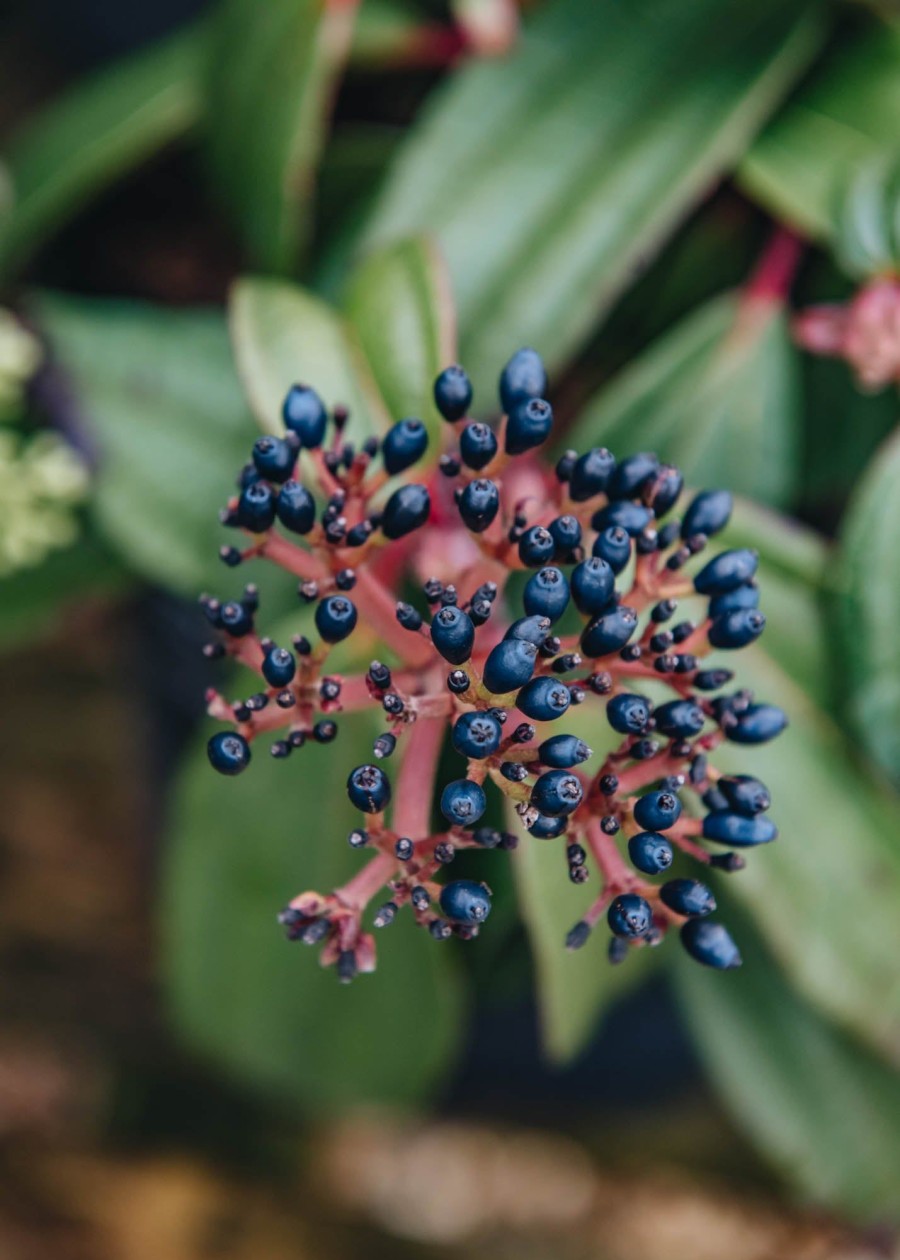 Plants Viburnum Pollinator Garden | Buy Viburnum Davidii