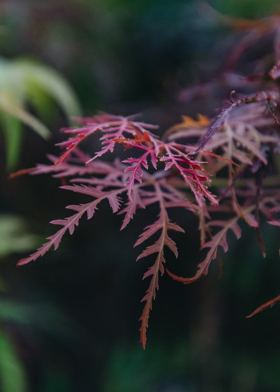 Plants Acer Trees & Shrubs | Buy Acer Palmatum Crimson Queen