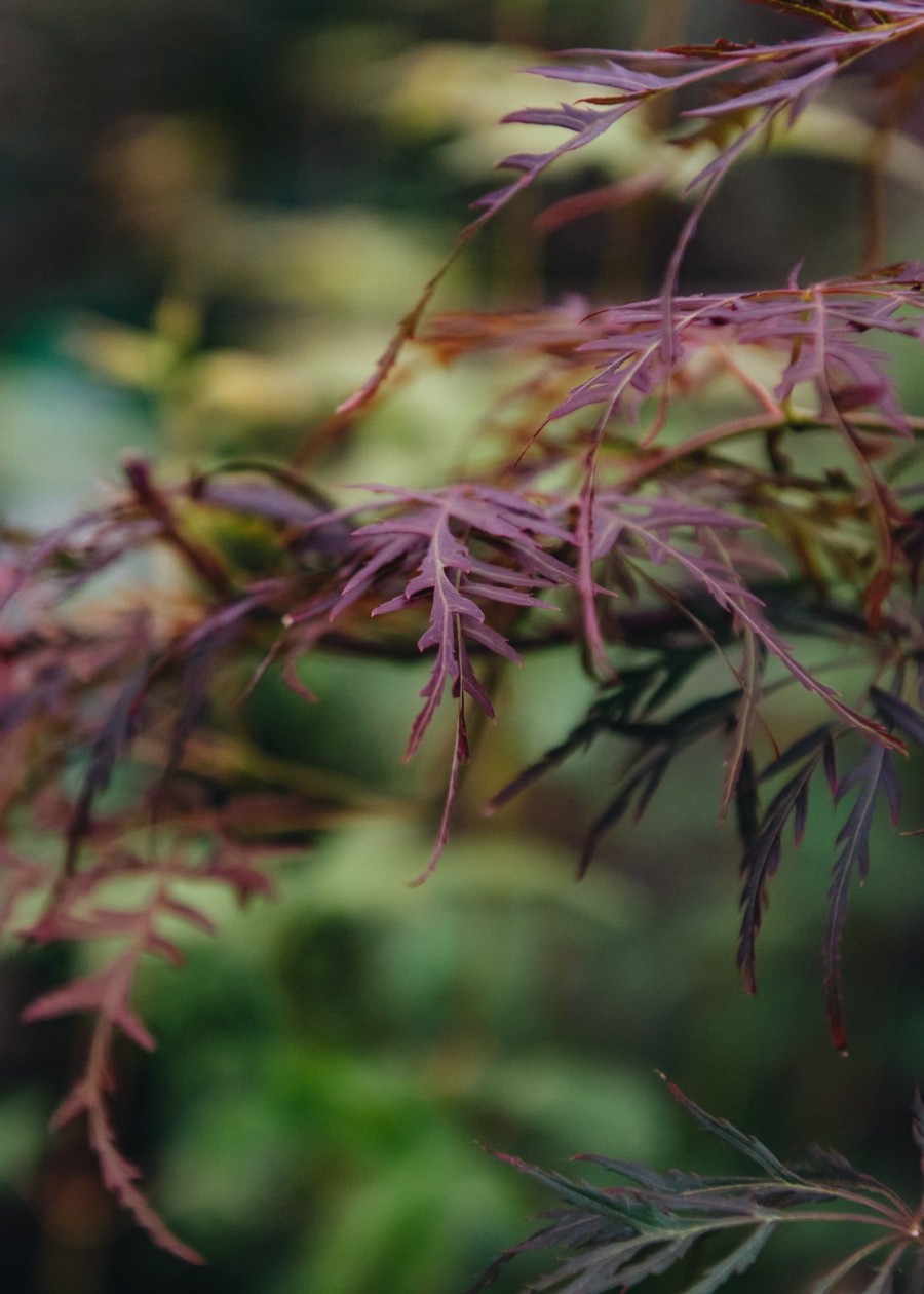 Plants Acer Trees & Shrubs | Buy Acer Palmatum Crimson Queen