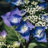 Plants Hydrangea Cottage Garden | Hydrangea Macrophylla Zorro