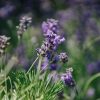 Plants Lavender Pollinator Garden | Lavandula Angustifolia Munstead