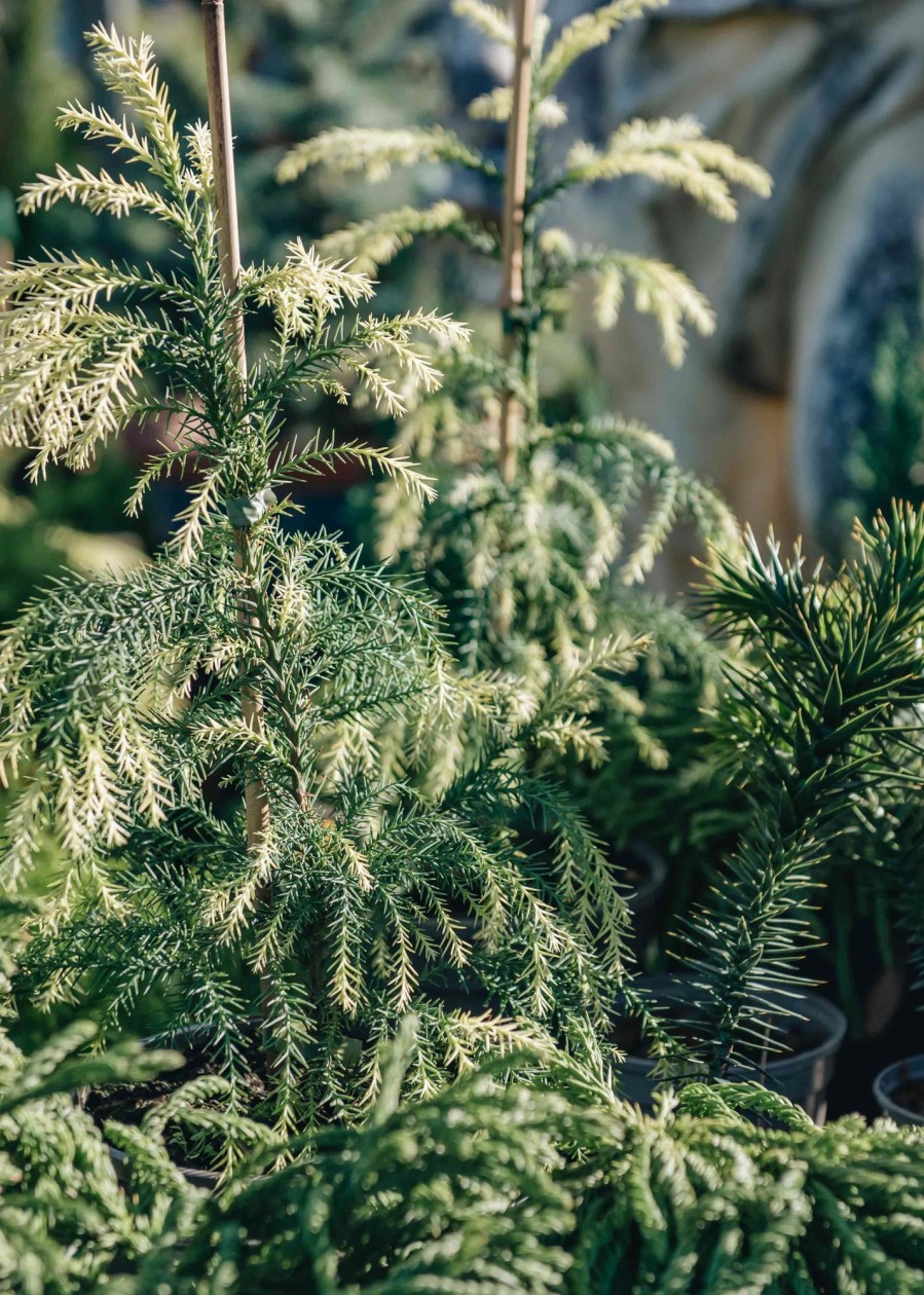 Plants Cryptomeria Winter Garden | Cryptomeria Japonica Sekkan-Sugi Agm