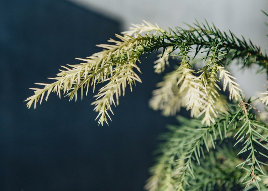 Plants Cryptomeria Winter Garden | Cryptomeria Japonica Sekkan-Sugi Agm