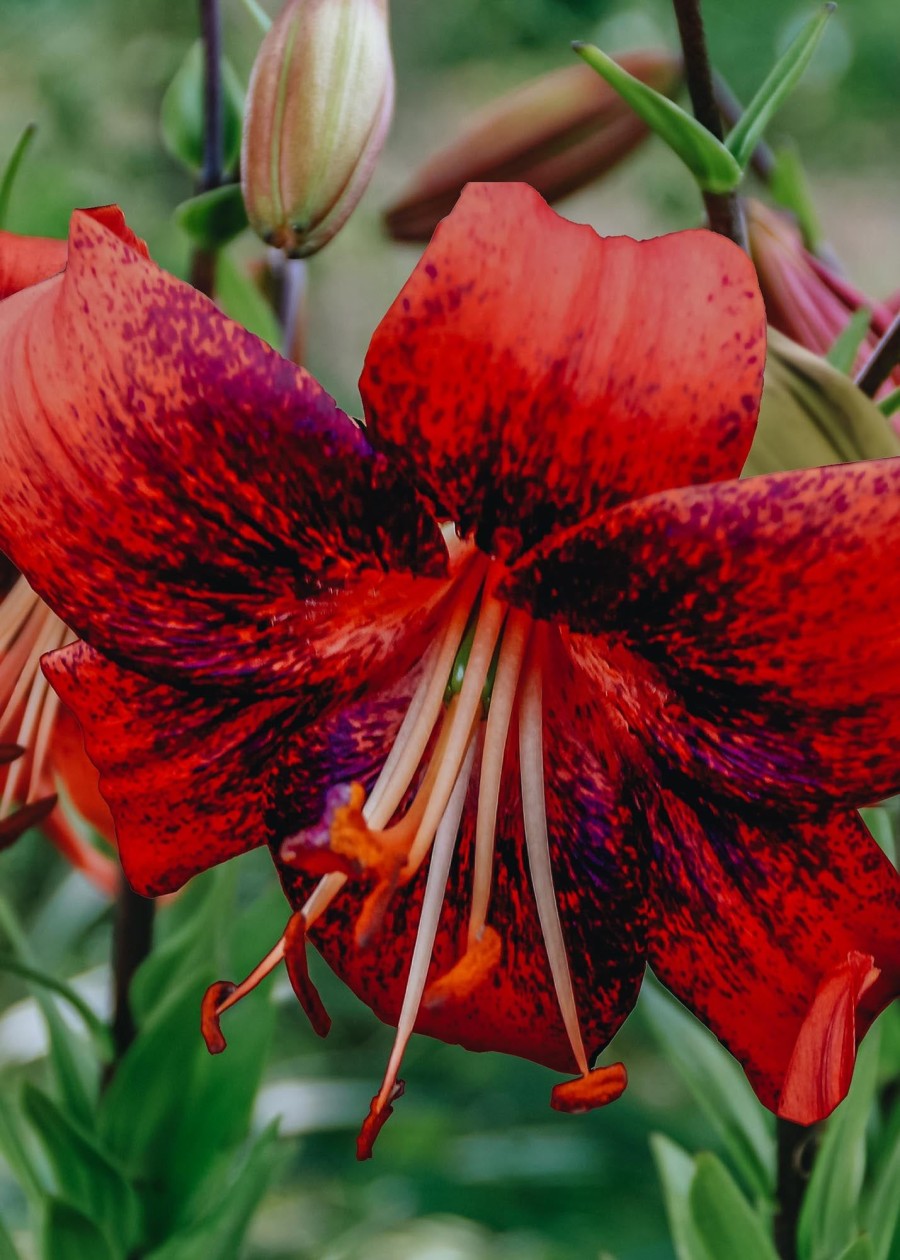 Plants Taylors Bulbs Lily Bulbs | Lilium 'Strawberry Event', Pack Of Three Bulbs