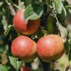 Plants Apple Tree Kitchen Garden | Malus Domestica Bladon Pippin Mm106 (Apple) 12L