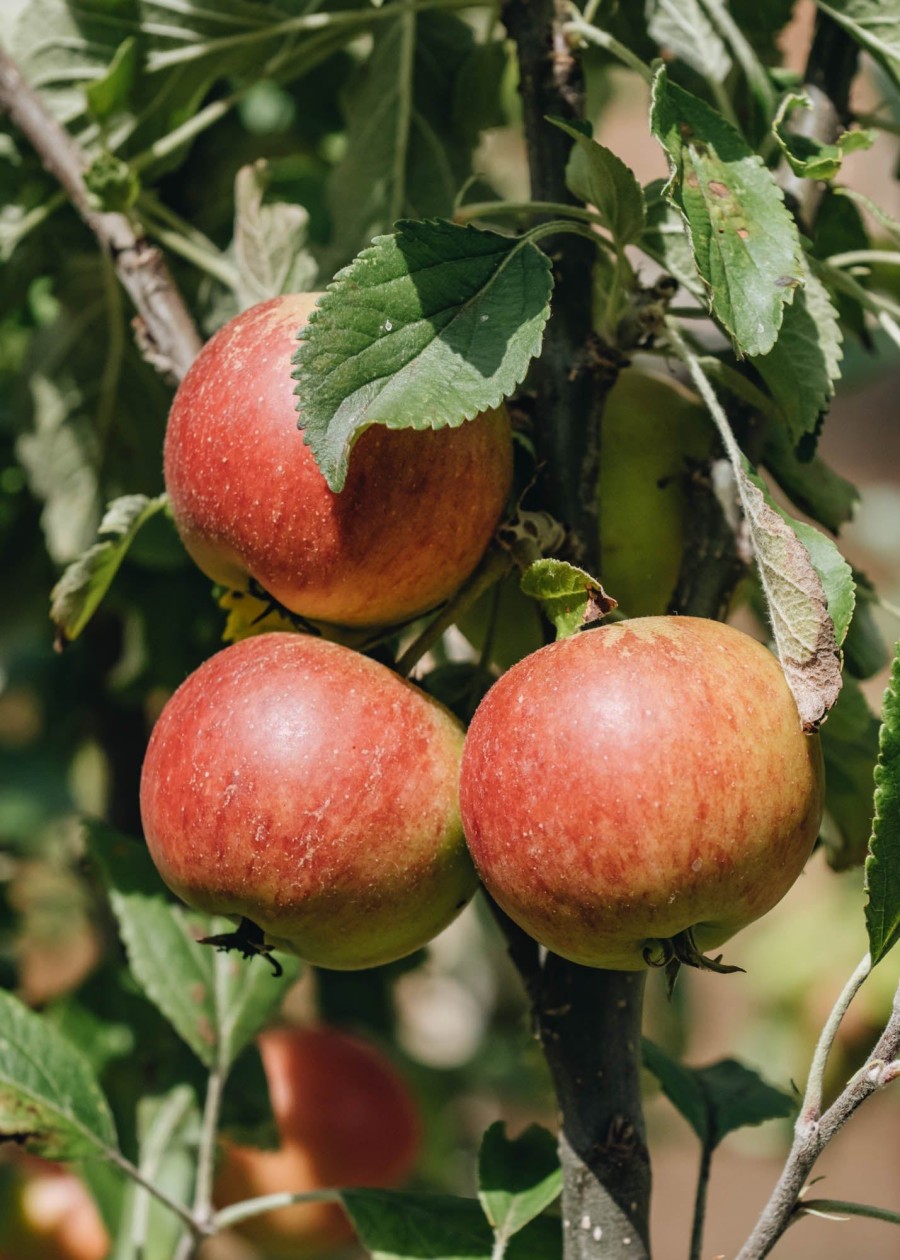 Plants Apple Tree Kitchen Garden | Malus Domestica Bladon Pippin Mm106 (Apple) 12L