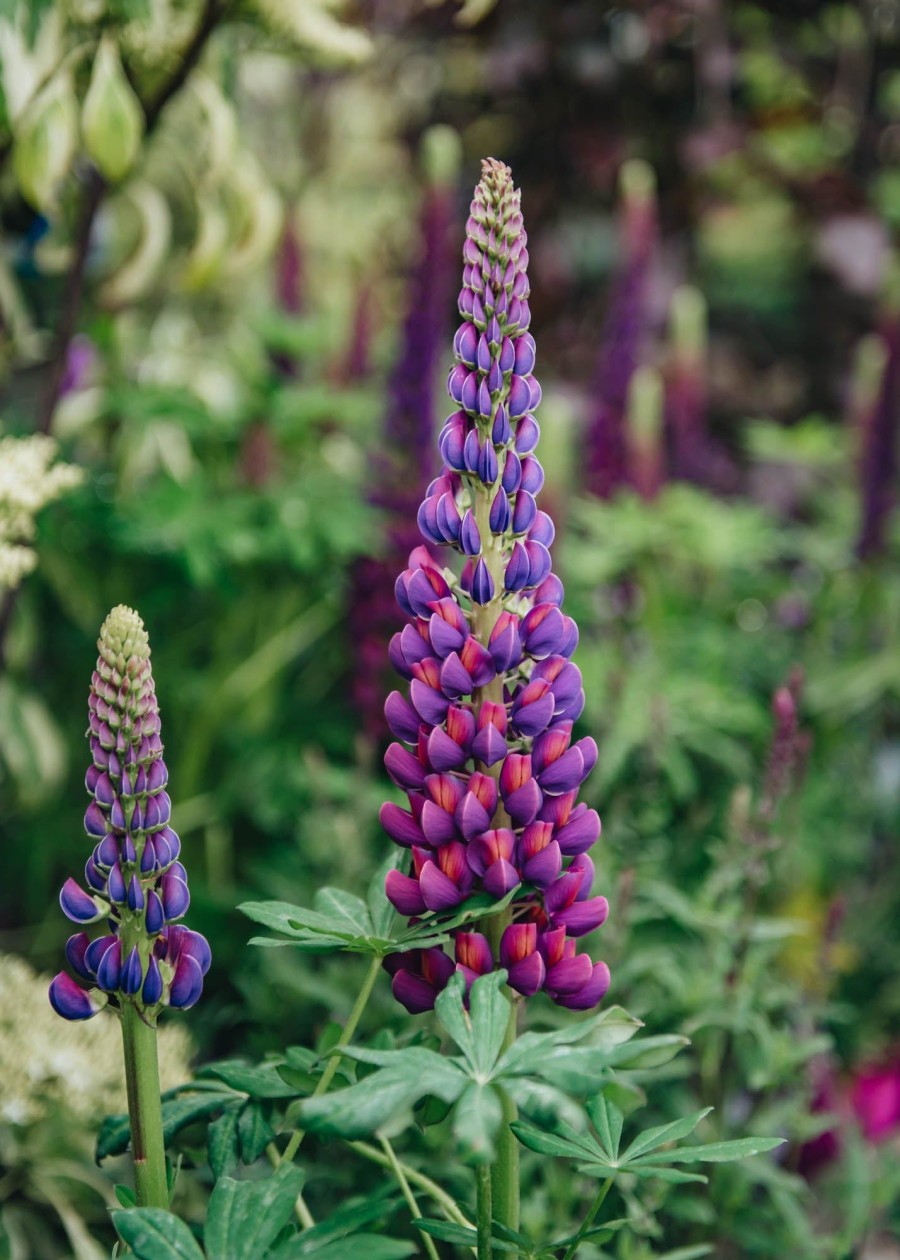 Plants Lupin Perennials | Lupin Masterpiece 3L