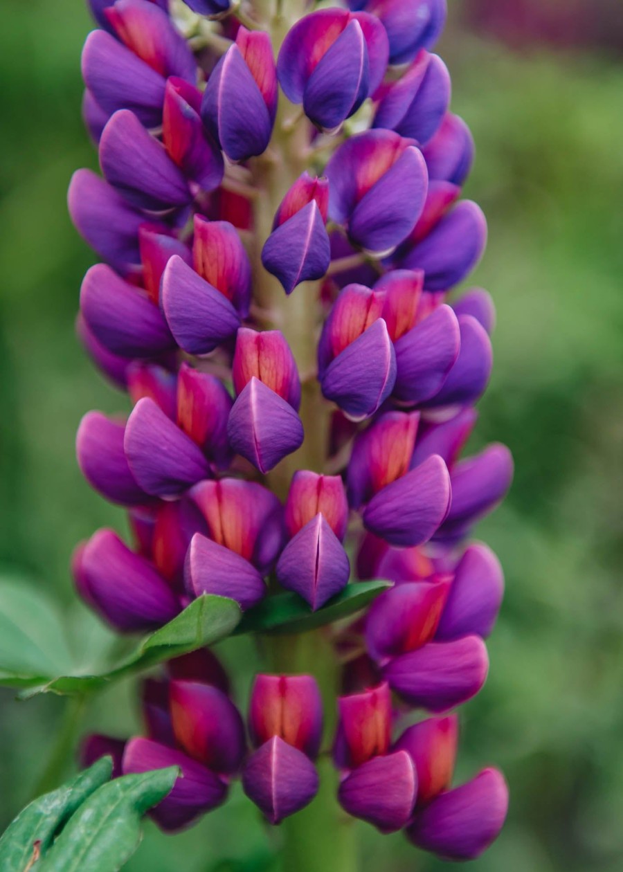 Plants Lupin Perennials | Lupin Masterpiece 3L