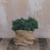 Plants Juniperus Cottage Garden | Juniperus Squamata Blue Star 7L