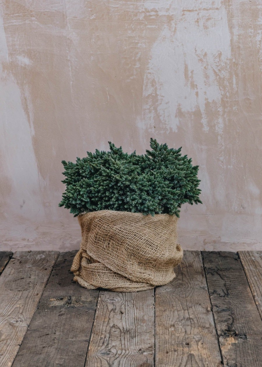 Plants Juniperus Cottage Garden | Juniperus Squamata Blue Star 7L