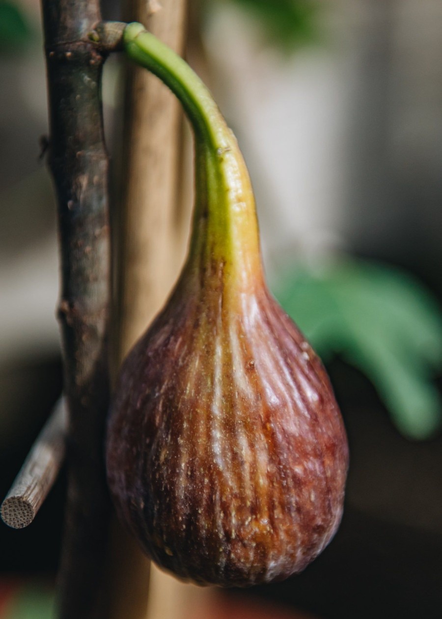 Plants Ficus Kitchen Garden | Buy Ficus Brown Turkey Agm