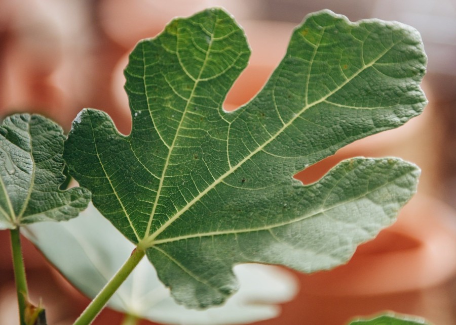 Plants Ficus Kitchen Garden | Buy Ficus Brown Turkey Agm