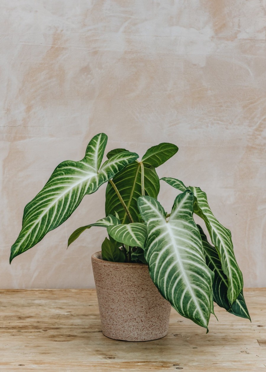 Interiors Houseplants Houseplants & Pots | Caladium Lindenii (Xanathosoma)