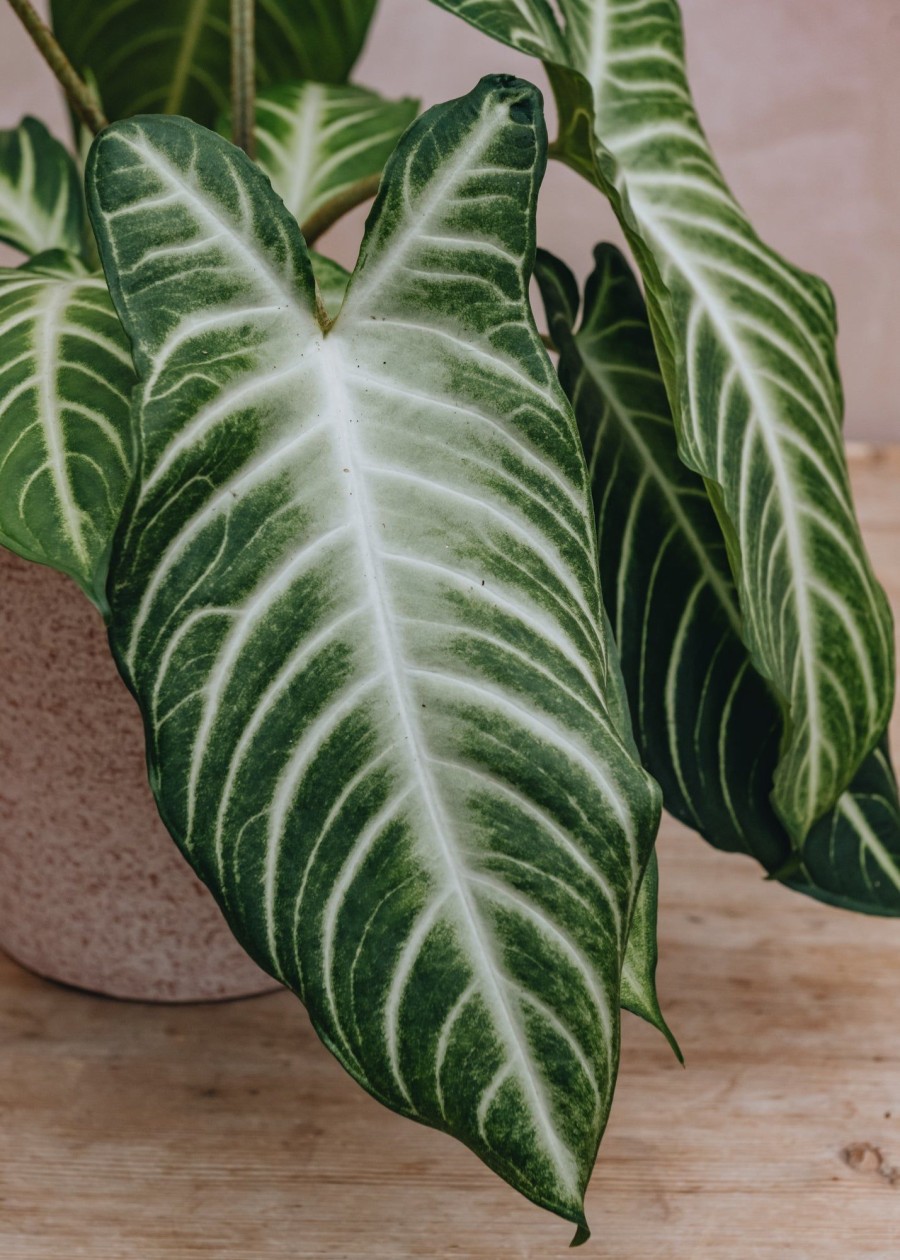 Interiors Houseplants Houseplants & Pots | Caladium Lindenii (Xanathosoma)