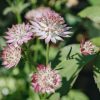 Plants Astrantia Cottage Garden | Astrantia Major Roma 3L