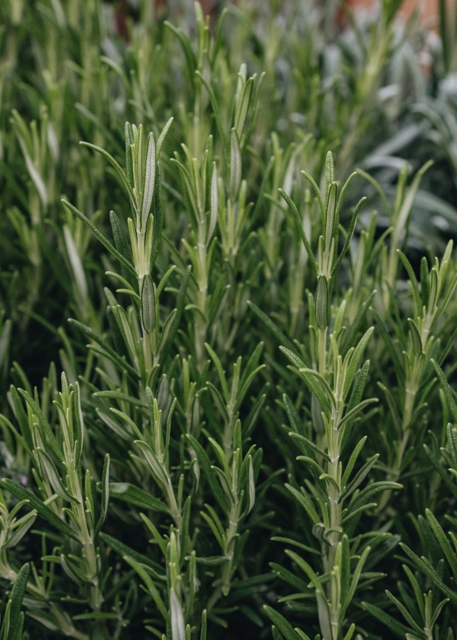 Plants Rosemary Kitchen Garden | Rosmarinus Officinalis