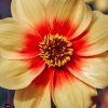 Plants Taylors Bulbs Dahlia Tubers | Dahlia 'Sunshine' Tubers