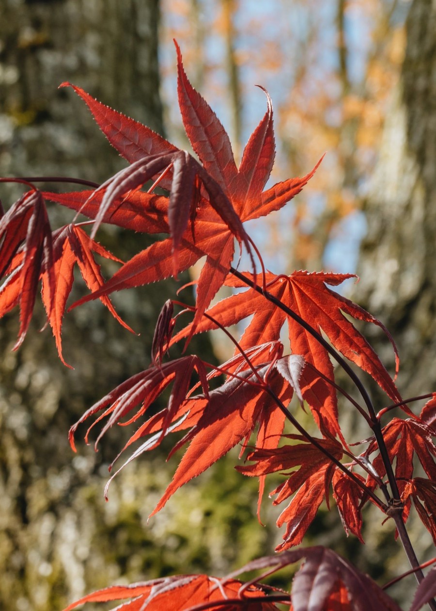 Plants Acer Trees & Shrubs | Acer Palmatum Bloodgood 3L