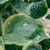 Plants Hosta Pollinator Garden | Hosta Spruce Goose