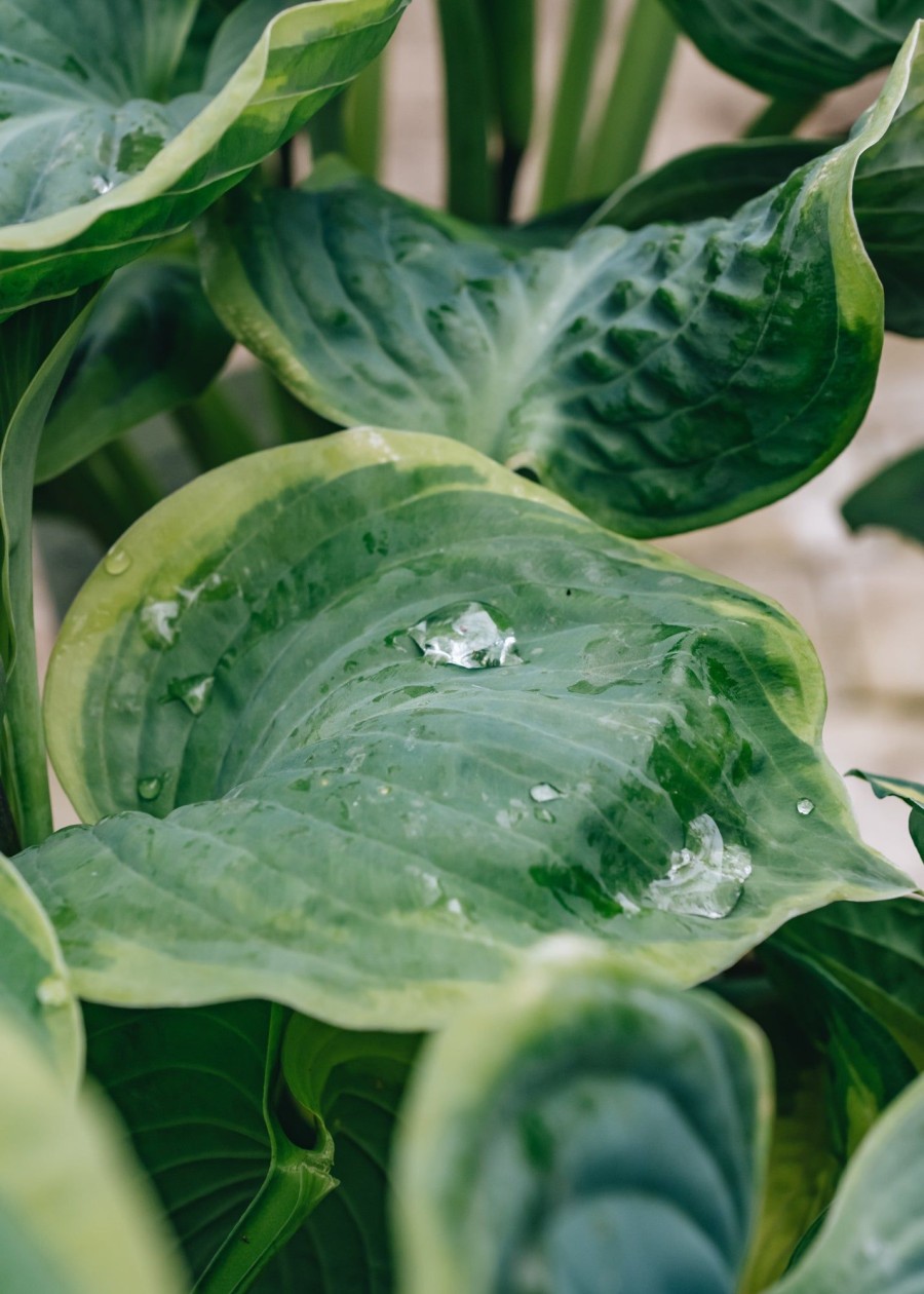 Plants Hosta Pollinator Garden | Hosta Spruce Goose