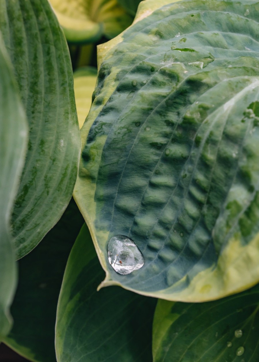 Plants Hosta Pollinator Garden | Hosta Spruce Goose