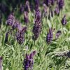 Plants Lavender Pollinator Garden | Lavandula Anouk Deluxe Purple