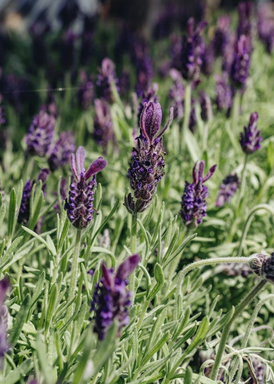 Plants Lavender Pollinator Garden | Lavandula Anouk Deluxe Purple