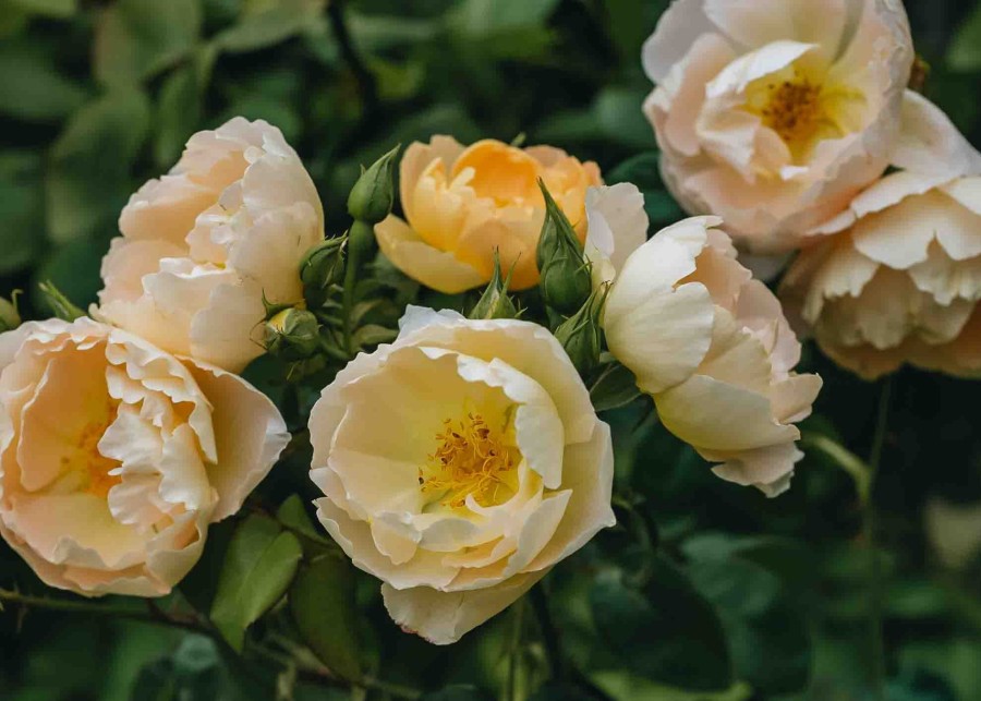 Plants David Austin Roses Rose Garden | David Austin Rosa Comte De Champagne