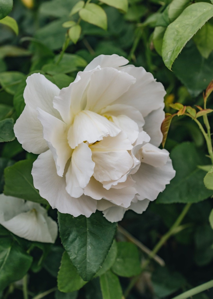 Plants David Austin Roses Rose Garden | David Austin Rosa Comte De Champagne