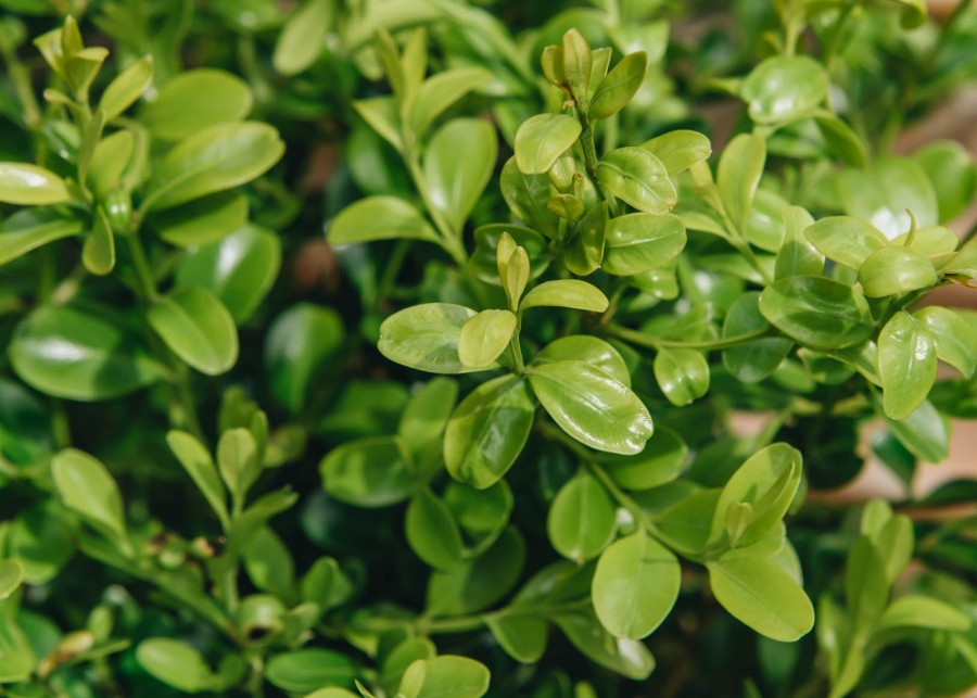 Plants Better Buxus Cottage Garden | Better Buxus Heritage