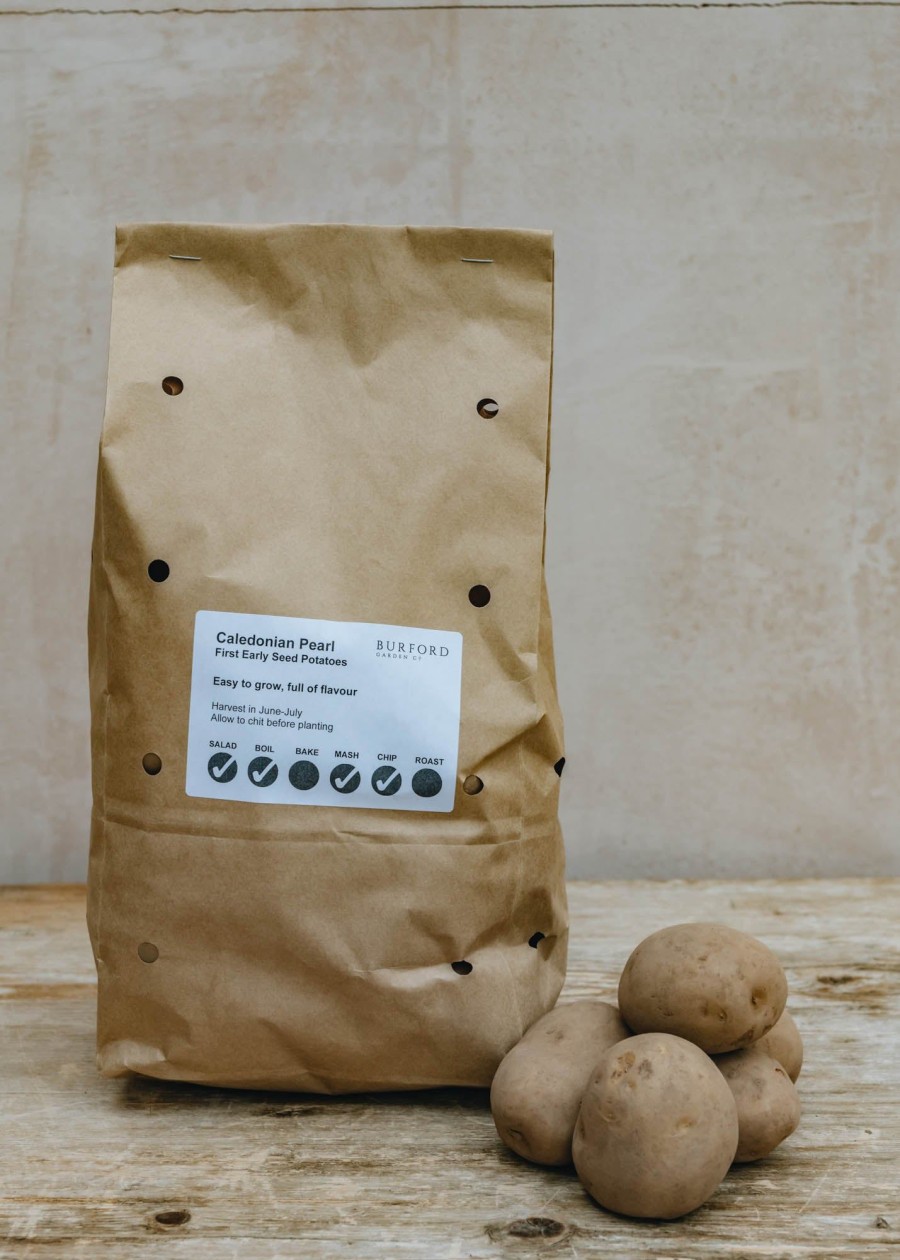 Plants Taylors Bulbs Seed Potatoes | Potato 'Caledonian Pearl', 2Kg