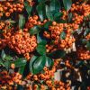 Plants Pyracantha Cottage Garden | Pyracantha Orange Glow