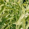 Plants Phalaris Cottage Garden | Phalaris Arctic Sun