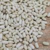 Plants Moles Seeds Pea & Bean Seeds | French Dwarf Bean 'Stanley' Seeds, 250G