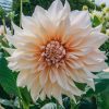 Plants Taylors Bulbs Dahlia Tubers | Dahlia 'Cafe Au Lait' Tubers