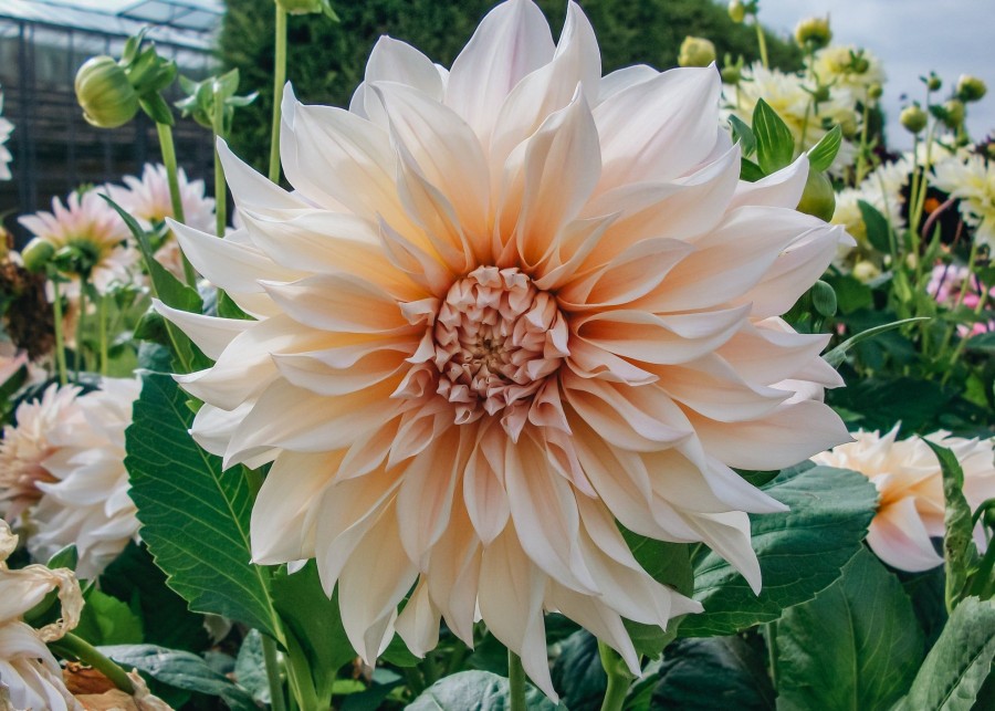 Plants Taylors Bulbs Dahlia Tubers | Dahlia 'Cafe Au Lait' Tubers