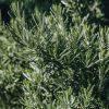 Plants Rosemary Pollinator Garden | Rosemarinus Prostratus