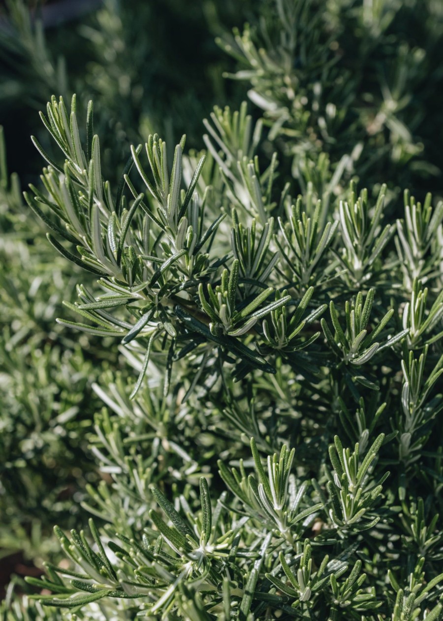 Plants Rosemary Pollinator Garden | Rosemarinus Prostratus