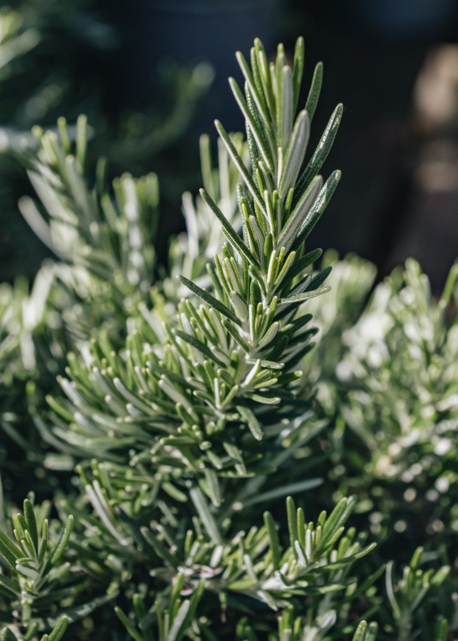 Plants Rosemary Pollinator Garden | Rosemarinus Prostratus