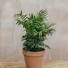 Interiors Houseplants Houseplants & Pots | Chamaedorea Elegans