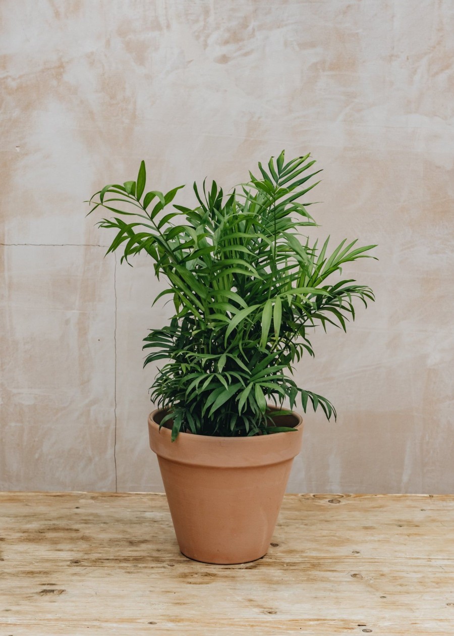 Interiors Houseplants Houseplants & Pots | Chamaedorea Elegans