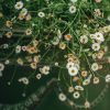 Plants Erigeron Pollinator Garden | Erigeron Karvinskianus Agm