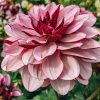 Plants Taylors Bulbs Dahlia Tubers | Dahlia 'Creme De Cassis', Pack Of Five Tubers