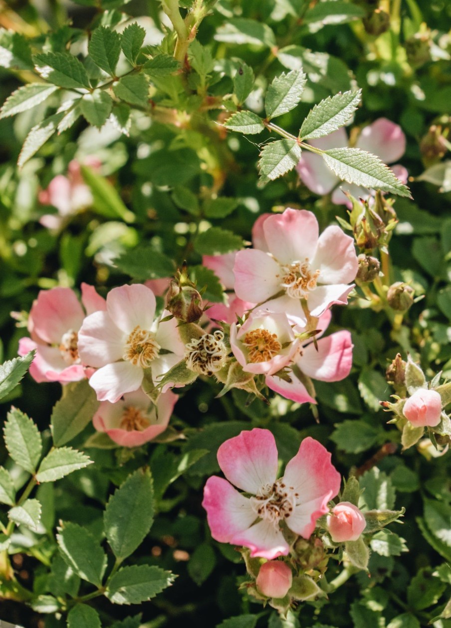 Plants Rose Pollinator Garden | Rosa Cutie Pie