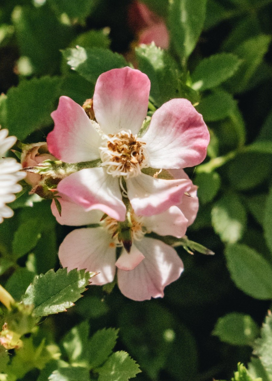 Plants Rose Pollinator Garden | Rosa Cutie Pie