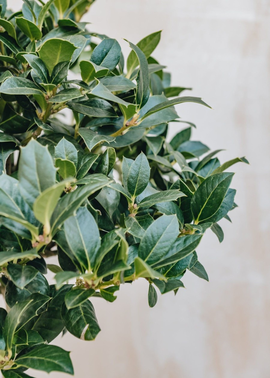 Plants Ilex Cottage Garden | Ilex Mutchagara Nellie R Stevens