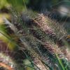 Plants Pennisetum Prairie Garden | Buy Pennisetum Alopecuroides Hameln| Plants